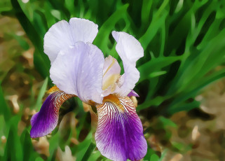 Картинка разное компьютерный+дизайн ирис цветы