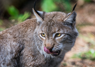 Картинка животные рыси язык морда рысь облизывается