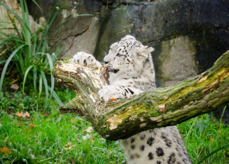 Картинка животные снежный+барс+ ирбис котенок игра бревно кошка детеныш барс