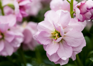 обоя цветы, левкой , матиола, макро