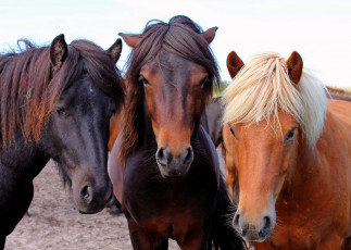 Картинка животные лошади