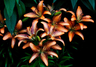 Картинка цветы лилии +лилейники