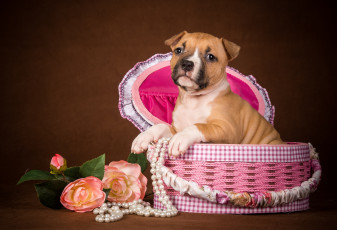 Картинка животные собаки щенок цветы коробка