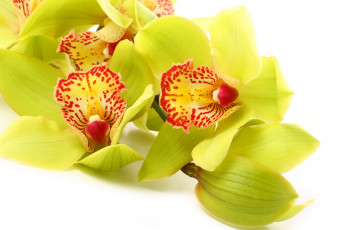 Картинка цветы орхидеи экзотика