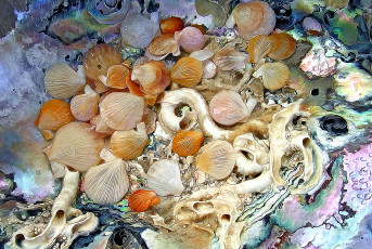 Картинка разное компьютерный+дизайн море ракушки