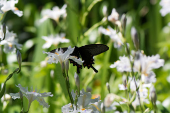 Картинка животные бабочки цветы бабочка