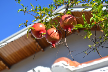 Картинка природа плоды гранат