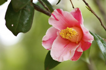 Картинка цветы камелии камелия макро