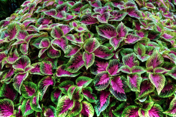 Картинка цветы колеусы +каладиумы листья