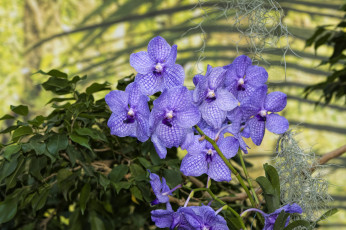 Картинка цветы орхидеи экзотика