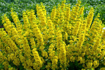 Картинка цветы желтый