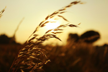 Картинка природа макро свет солнце колосок