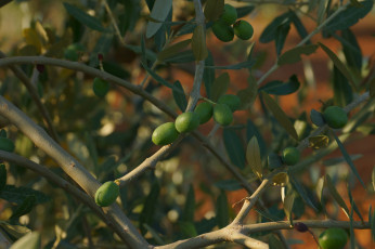 Картинка природа плоды оливки