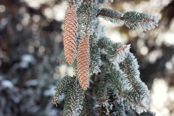 Картинка природа шишки +жёлуди +каштаны ветка хвоя иголки снег