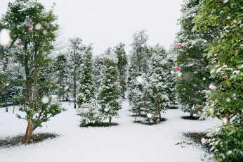 Картинка природа зима