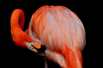Картинка животные фламинго
