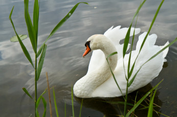 Картинка животные лебеди лебедь
