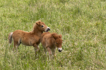 Картинка животные лошади