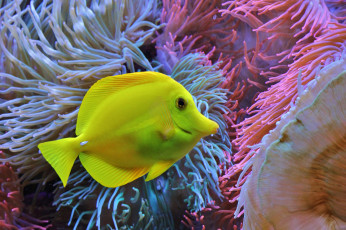 Картинка животные рыбы рыба