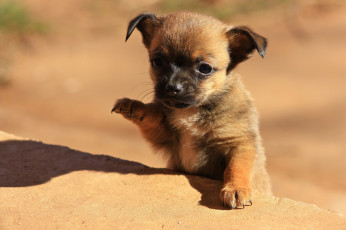 Картинка животные собаки щенок