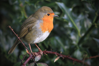Картинка животные зарянки+ малиновки горлышко