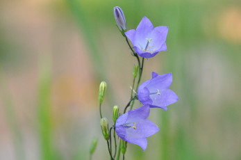 Картинка цветы колокольчики колокольчик