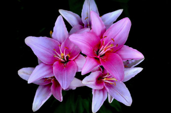 Картинка цветы лилии +лилейники