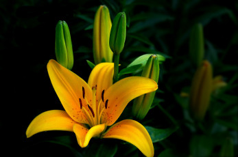 Картинка цветы лилии +лилейники лилия