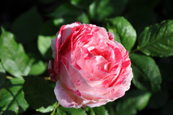 Картинка цветы розы пестрый