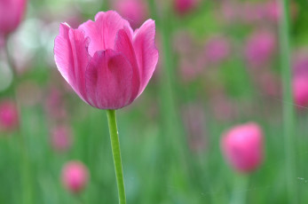 Картинка цветы тюльпаны тюльпан