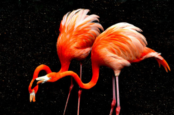 Картинка животные фламинго