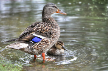 Картинка животные утки утенок утка