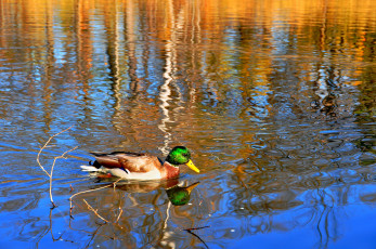 Картинка животные утки утка