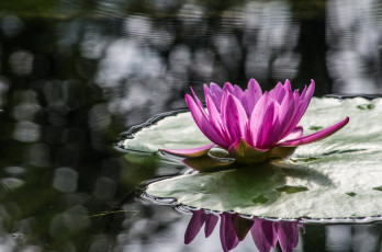 Картинка цветы лилии+водяные +нимфеи +кувшинки лотос