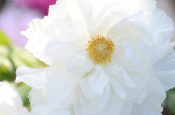 Картинка цветы пионы белоснежный