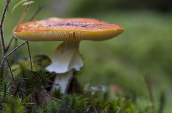 Картинка природа грибы гриб