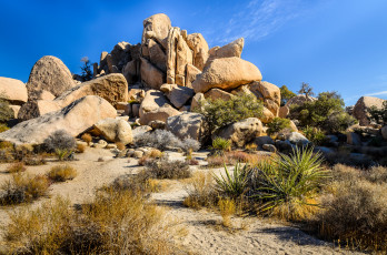 Картинка природа камни +минералы кактусы песок