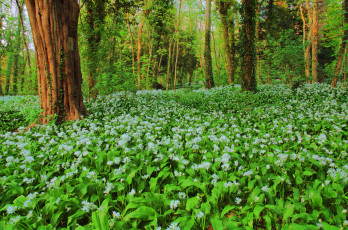Картинка природа лес цветы деревья