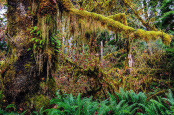 Картинка природа лес дебри папоротники