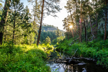 Картинка природа восходы закаты лес трава ручей лучи солнце сучья
