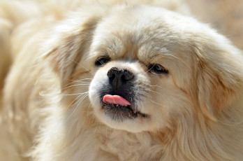 Картинка животные собаки собака