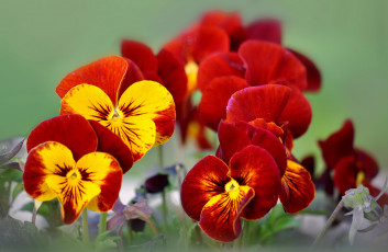 Картинка цветы анютины+глазки+ садовые+фиалки глазки анюткины