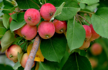 Картинка природа плоды яблоки