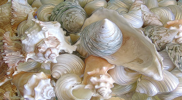 Картинка разное компьютерный+дизайн ракушки