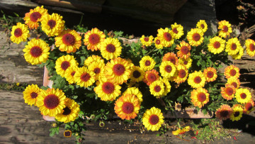 Картинка цветы хризантемы желтый