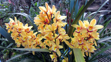 Картинка цветы орхидеи экзотика