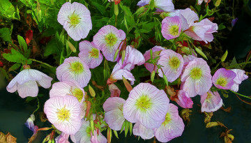 Картинка разное компьютерный+дизайн цветы