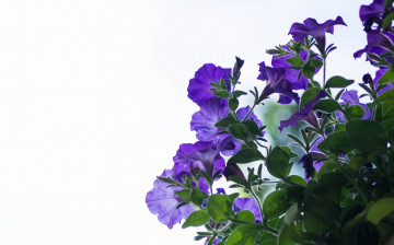 Картинка цветы петунии +калибрахоа петуния