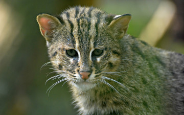 Картинка животные дикие+кошки котёнок кошка-рыболов