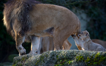 Картинка животные львы игрушка львёнок познание любопытство детёныш отцовство котёнок лев